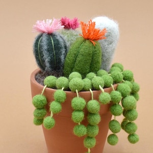 Peut inclure: Un pot en terre cuite contenant un planteur de succulentes en feutre avec trois types de cactus différents. Les cactus sont verts, blancs et roses. Le planteur a une chaîne de boules de feutre vertes qui pendent du pot.