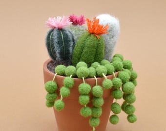 Senecio Himalaya | Einzigartige Sukkulente | Besondere Zimmerpflanze | Stachelloser  Kaktus | Dekoration fr die Fensterbank - Etsy.de