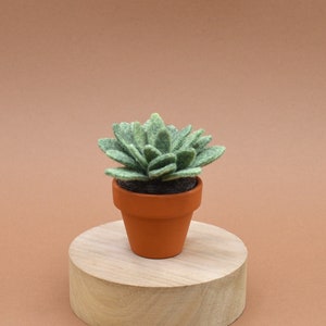 Petite succulente Echeveria vert kaki clair image 6