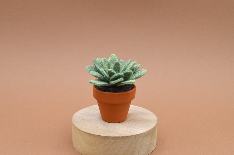 Petite succulente Echeveria vert kaki clair image 6