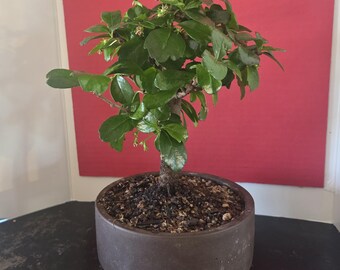 Carmona Fukien Tea Tree Bonsai