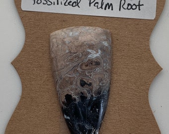 Fossilized Palm Root Cabochon