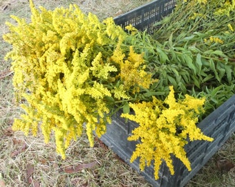 Goldenrod~for tea and tincture