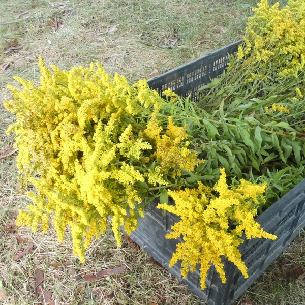 Goldenrod~for tea and tincture