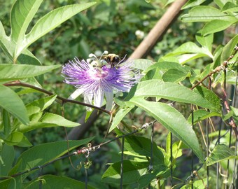 Passionflower leaves and flowers