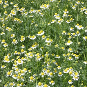 Chamomile Tea