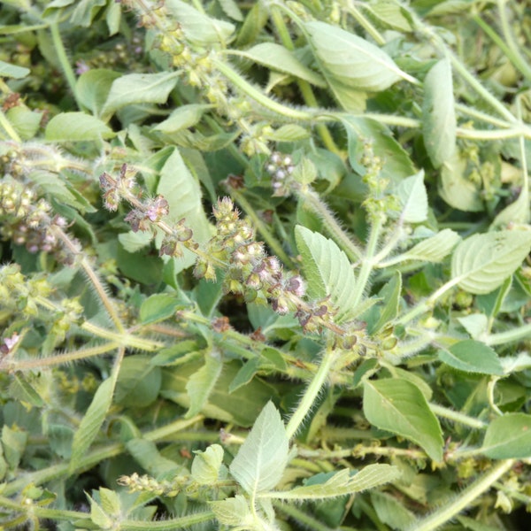 Tulsi - Holy Basil Tea and Tincture