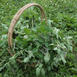 Tulsi - Holy Basil Tea and Tincture