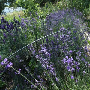 Lavender ~ blossoms on stems