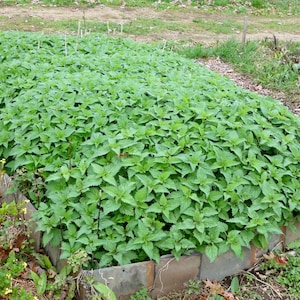 May include: A dense patch of vibrant green stinging nettle plants growing within a rectangular garden bed bordered by grey stone tiles. The plants feature serrated, pointed leaves and are tightly packed together in the soil.