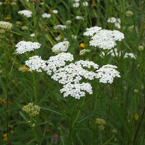 Yarrow ~ Achillea millefolium