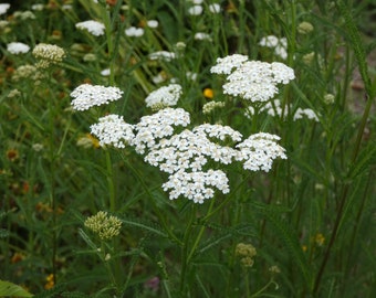 Yarrow ~ Achillea millefolium