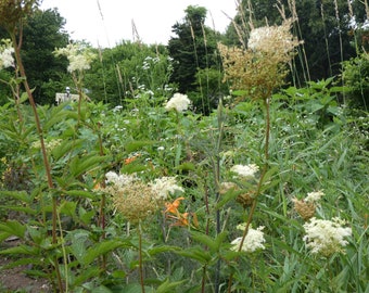 Meadowsweet Pain Relief Tea