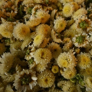 Chinese ChrysanthemumTea ~ lower price!