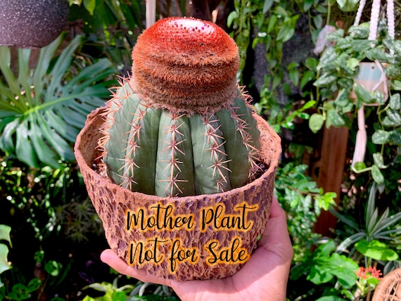 Turks Cap Cactus (melocactus Matanzanus) - Etsy