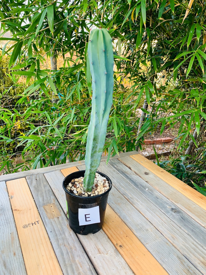 Blue Candle Cactus Myrtillocactus Geometrizans Etsy
