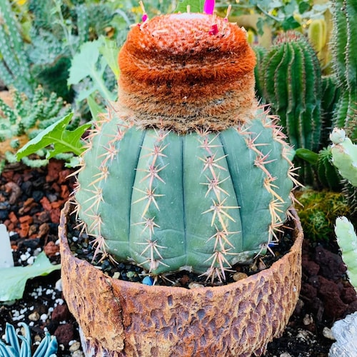 Turks Cap Cactus (melocactus Matanzanus) - Etsy