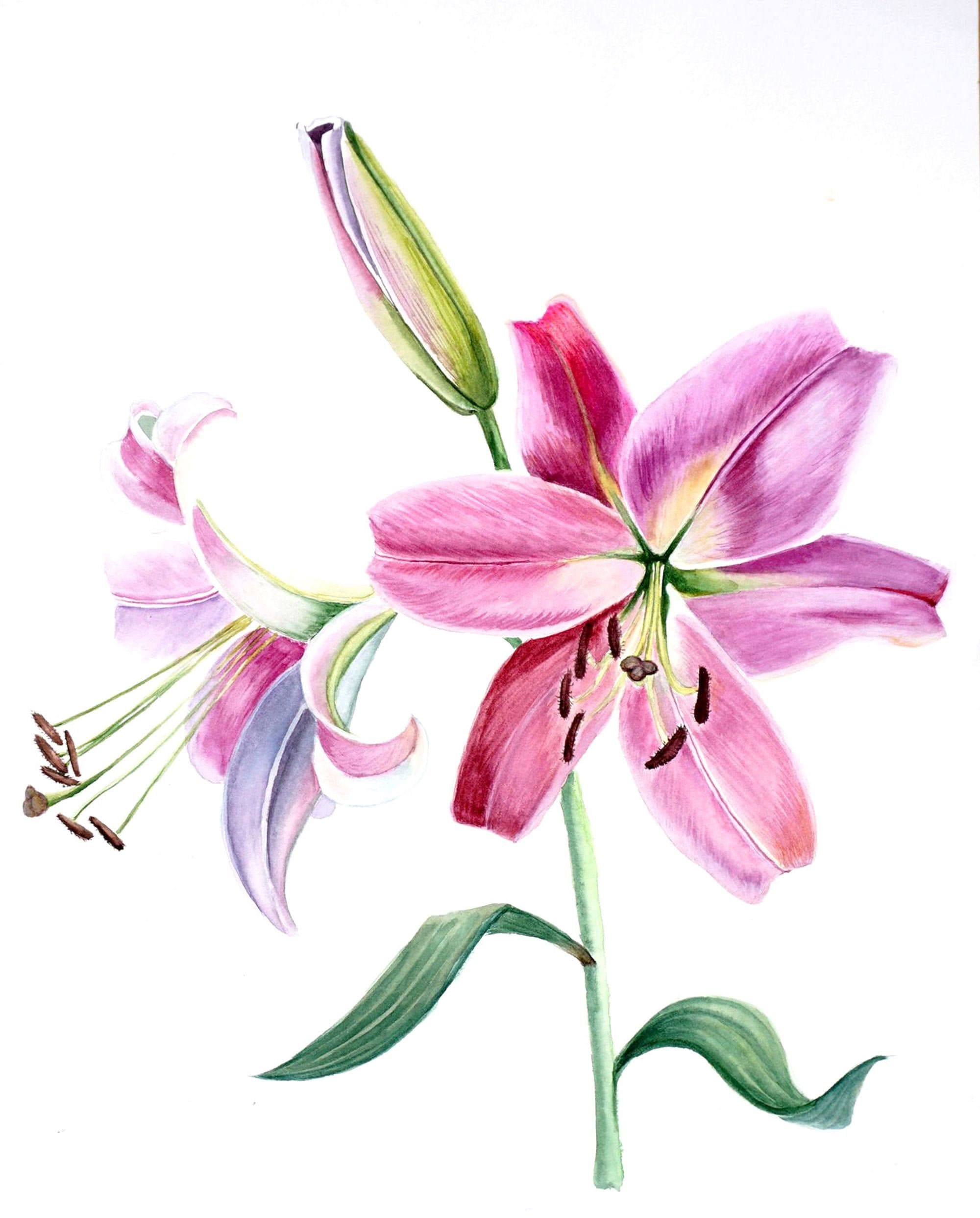 Lily Painting Original Watercolor Pink flower artwork Etsy