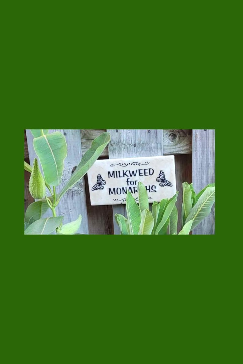 Op de afbeelding: Een rechthoekig bord met de tekst "MILKWEED for MONARCHS" en vlinderillustraties. Het bord is gemonteerd op een houten hek, omringd door groene melkplanten.