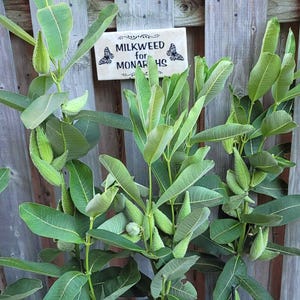 Op de afbeelding: Een close-up van een melkplant met groene bladeren en zaaddozen. Een klein rechthoekig bordje leest "Milkweed for Monarchs" met vlinderillustraties. De plant staat tegen een houten hek.