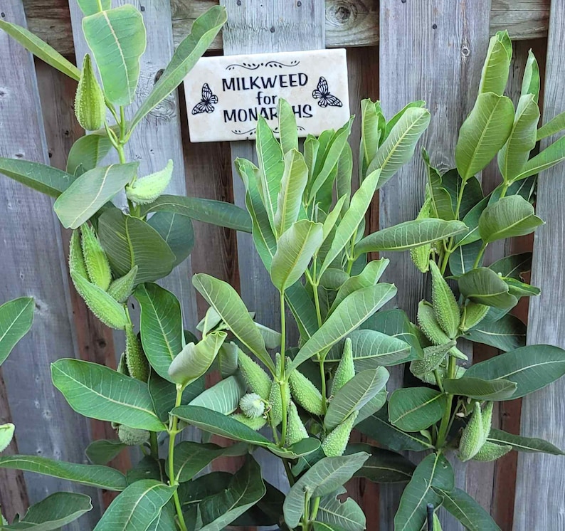 Op de afbeelding: Een close-up van een melkplant met groene bladeren en zaaddozen. Een klein rechthoekig bordje leest "Milkweed for Monarchs" met vlinderillustraties. De plant staat tegen een houten hek.