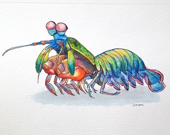 mantis shrimp etsy