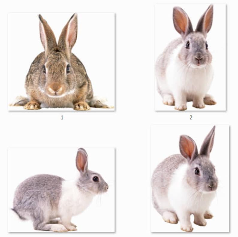 Download 15 Bunny PNG file Winter overlay Fall clip art Real rabbit ...