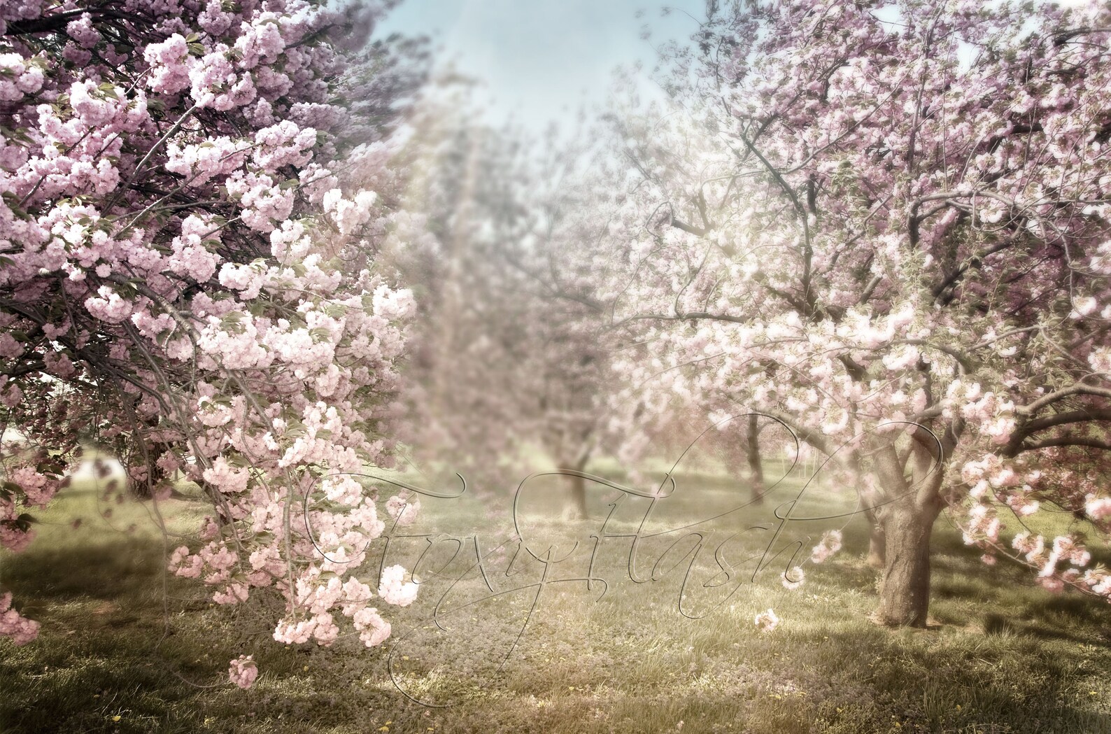 Maternity backdrop Cherry blossom tree background Summer | Etsy