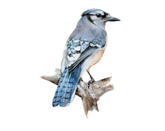 Blue Jay. Print of an original watercolor painting. Backyard Bird. Blue Jay bird illustration print.