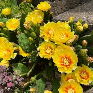 ONE pad,Eastern prickly pear cactus pad, cold Hardy cactus pad, Opuntia humifusa cactus pad, cut to order