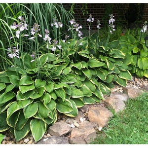 1 or 3 variegated green hosta bare root cuttings,wide brim Hosta, plantain Lilly, shade loving perennials, flowering plants, hostas