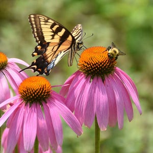 50 purple coneflower seeds,non gmo seeds,pollinator garden,butterly garden, wildflower garden seeds,perrenial garden flowers,echinacea seeds