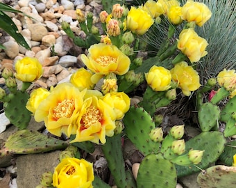 TWO pads,Eastern prickly pear cactus pad, cold Hardy cactus pad, Opuntia humifusa cactus pad