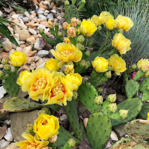 TWO pads,Eastern prickly pear cactus pad, cold Hardy cactus pad, Opuntia humifusa cactus pad