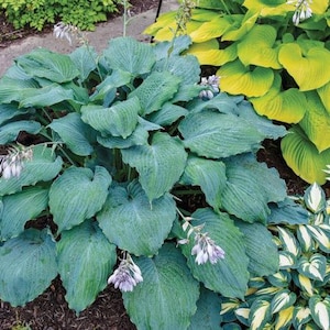 1 or 3 blue hosta bare root cuttings,diamond lake  Hosta, plantain Lilly, shade loving perennials, flowering plants, hostas