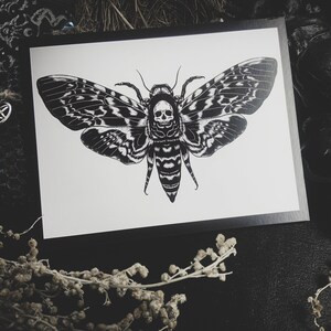 Death's-head hawkmoth, Moth, Acherontia, butterfly - Postcard