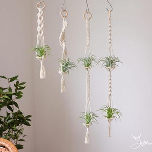 Puede incluir: Cinco maceteros de macramé con plantas de aire colgando en ellos. Los maceteros están hechos de cordón de algodón natural y tienen un diseño simple y minimalista.
