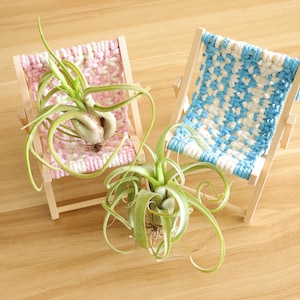 Macrame Air plant holder, Bohemia air plant holder/hammock to display your favorite air plant on a table/studio/office