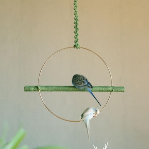 May include: Two budgies perched on a green rope perch attached to a gold metal ring. The ring is suspended from the ceiling by a green rope.