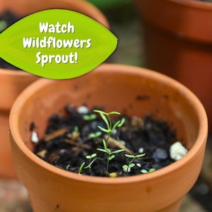 May include: A terracotta pot filled with dark soil, with several small green seedlings sprouting. The image includes a green leaf-shaped graphic with the text "Watch Wildflowers Sprout!"