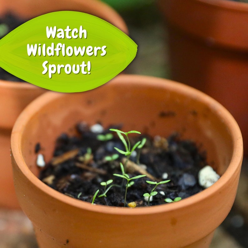 May include: A terracotta pot filled with dark soil, with several small green seedlings sprouting. The image includes a green leaf-shaped graphic with the text "Watch Wildflowers Sprout!"