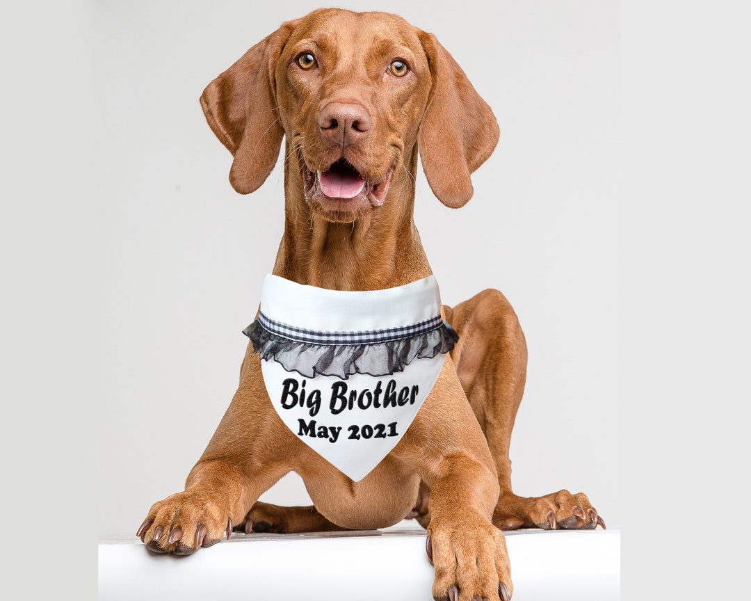 Dog Bandana Big Brother Dog Bandana Embroidered Dog Bandana Etsy