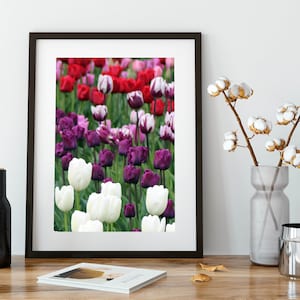 Tulipes - fleurs - pop de couleur - festival des tulipes - téléchargement immédiat - art printanier - vallée de la Skagit - violet - blanc - fleurs rouges - mélange