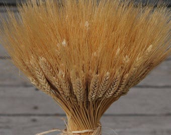 Large Dried Wheat | 1LB Bunch Wheat | Blonde Wheat | Wedding Centerpieces | Rustic Wedding
