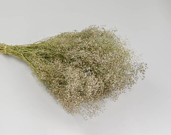 Dried Baby's Breath Natural - Dried Gypsophila | 6 Bunches | White (Natural)
