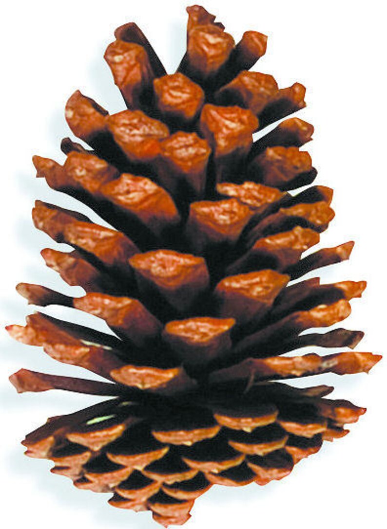 Large Slash Pine Cones Large Pine Cones Dried Pine Cones Etsy