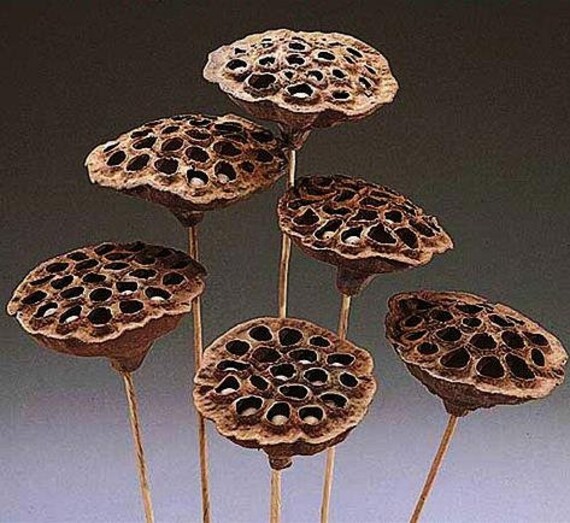 Gousses De Lotus Séchées Sur La Tige