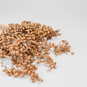 Dried Canella Berries - Decorative Bunch | 18 Bunches | Color Options Available