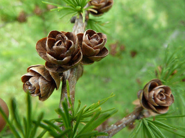 Western Larch Decorative Small Cones Create Rustic Accents