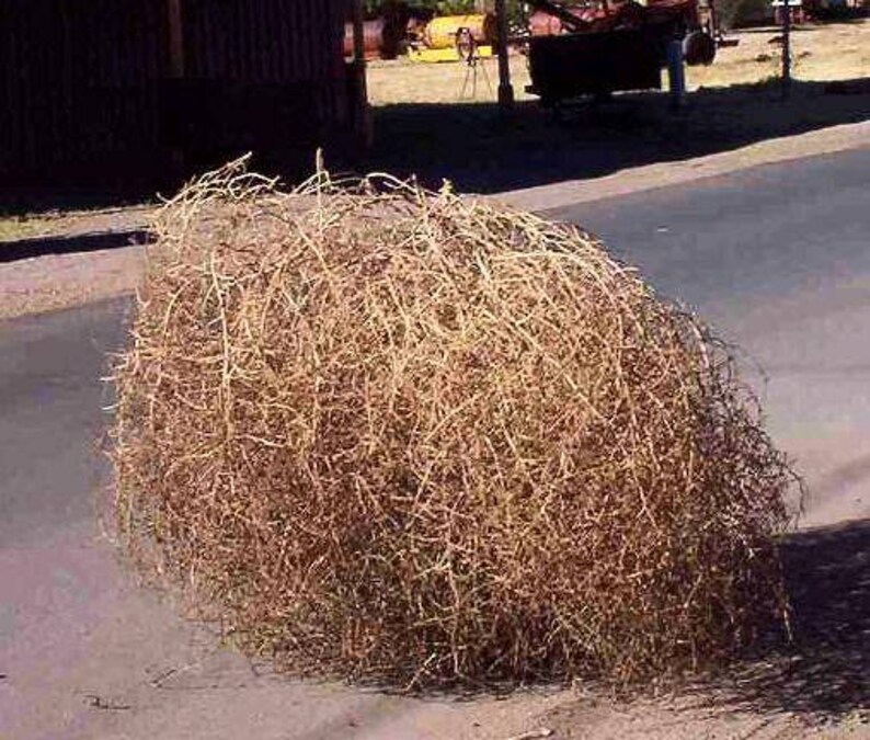 Large Tumbleweed Dried Plant Tumbleweeds Etsy